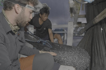 Ağlara Takılan Balina Köpekbalığına Yardım Eli