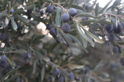 Geçen Yıl 2 Tondu, Bu Yıl 500 Kilo