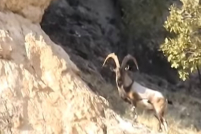 Dağ Keçileri Kamerada