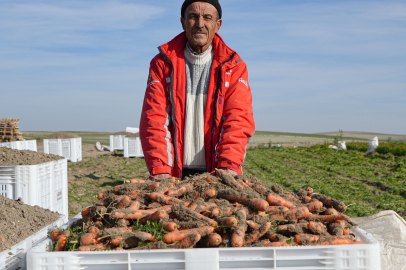 Havuç Hasadı Başladı...