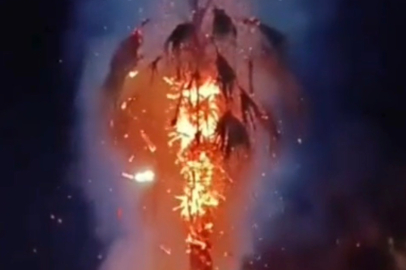 15 Yıllık Palmiye Ağacını Yaktılar