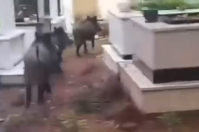 "Domuzlardan ölülere de dirileri de rahat yok"