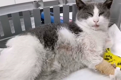 Ağır yaralanan kedi için yardım kampanyası başlatıldı