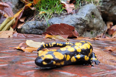 "Benekli Semenderler" Kameraya Yansıdı