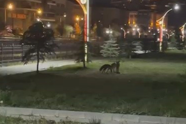 Birbirleriyle Oyun Oynayan Tilkiler Kamerada