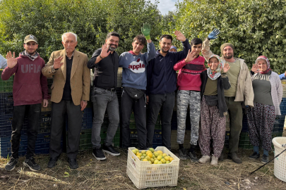 Limonda Hasat Zamanı