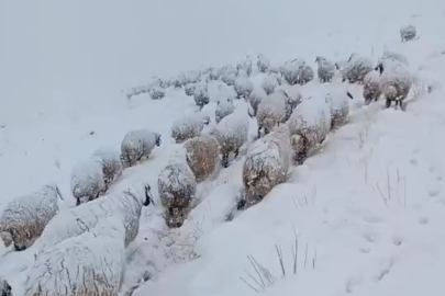 Koyun sürüsünün kar altında zorlu yolculuğu
