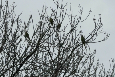 Pakistan papağanları adliye bahçesini mesken tuttu