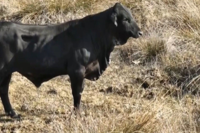 Sosyal Medya Fenomeni Girişimci, Kaçan Angus’u Drone ile Belgeledi