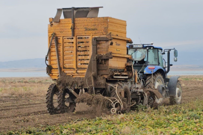 Pancar Hasadı Hızla Devam Ediyor