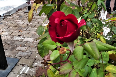 Yozgat'a kış gelmeden bahar geldi, çiçekleri açtı