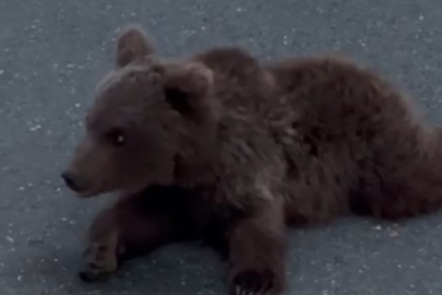 Yaralı Yavru Ayıya Yardım Eli