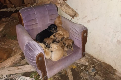 Art arda yaşanan köpek ölümleri sonrası muhtardan Yalvaç Belediyesi'ne tepki