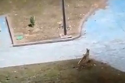 Şanlıurfa'da şehir merkezine inen tilki görüntülendi