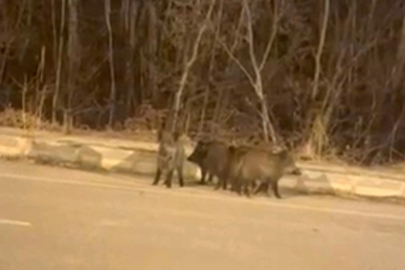 Domuz Sürüleri Kameralara Yansıdı
