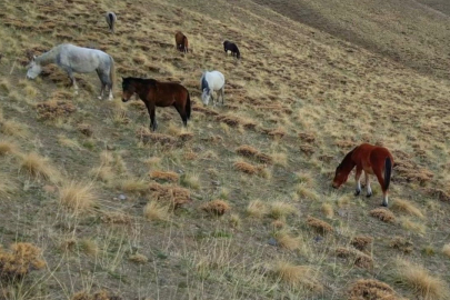 Prof. Dr. Lokman Aslan: "Doğaya terk edilen hayvanlar çok sayıda soruna yol açıyor"