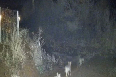 Gece saatlerinde ortaya çıkan kurtlar, güvenlik kamerasına yansıdı