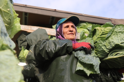 Sakarya'da Tarladan Tezgaha Emek