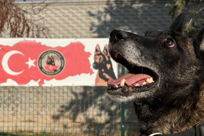 Konya merkezli bir çok uyuşturucu operasyonunda rol alan hassas burunlu köpekler ekibe büyük katkı sağlıyor