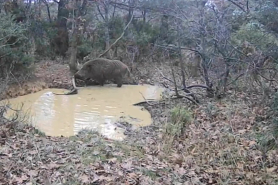 Domuz Sürüsü Fotokapana Yakalandı