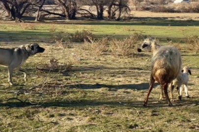 Anne Koyun Kuzusunu Korumak İçin Köpekle Verdiği Mücadele Kamerada