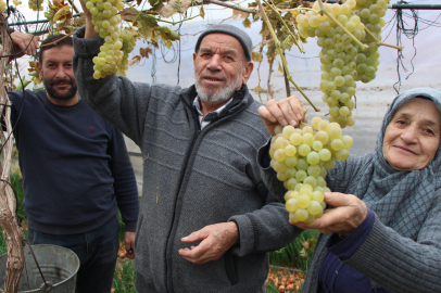 Feruziye nine, serasında yetiştirdiği rengarenk üzümleri aralık ayında bile hasat ediyor