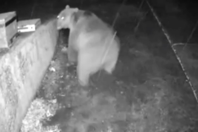 Yayla evine yaklaşan ayı "Dikkat gözetim altındasınız" sesli anonsu sonrası kaçtı