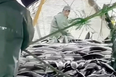 Çanakkale Boğazı'nda istavrit akımı için geri sayım başladı