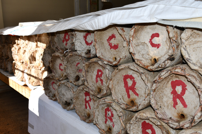 Üretici bal arılarını yaban hayvanlardan odasında misafir ederek koruyor