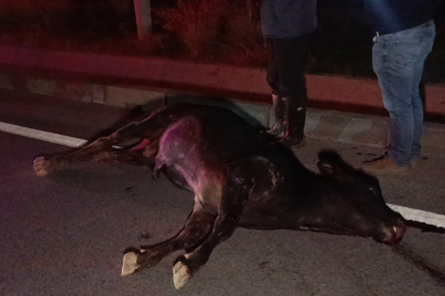 Ağıldan Kaçan İnek, Trafiği Birbirine Kattı