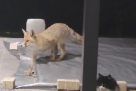Tilki, evin bahçesine girerek kedilerin mamasına yöneldi