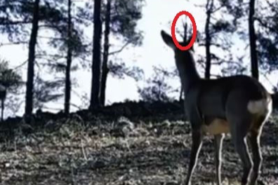 Tek Boynuzlu Karaca Kamerada