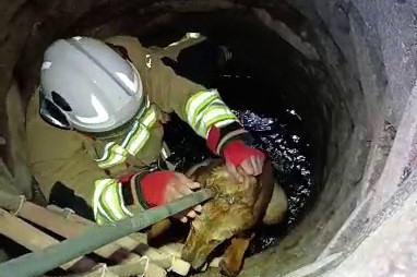 Kuyuya Düşen Köpeğe Yardım Eli