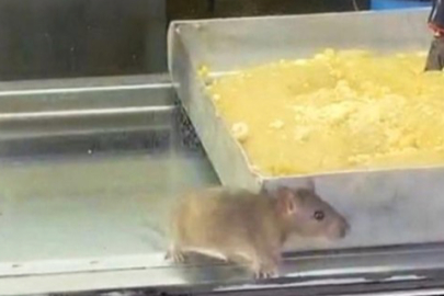 İzmir’de pes dedirten görüntü! Börek tezgâhında fareler cirit attı