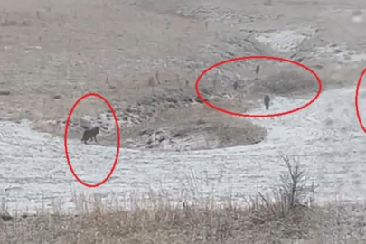 Kurt Sürüleri Yerleşim Yerlerine İndi