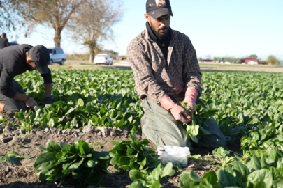 Kış Sebzelerinin Vazgeçilmezi Ispanak İçin Hasat Zamanı