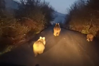 Anne ayı ve yavruları kameraya yansıdı