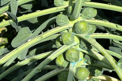 İznik’te Brüksel Lahanası Üreticileri, Düşen Fiyatlar Nedeniyle Zor Durumda Kaldı