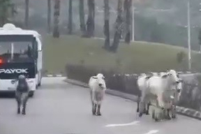 Kazada tırdan kaçan anguslar şehir turuna çıktı