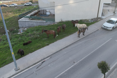 Yaz aylarında kullanıldıktan sonra sokağa bırakılan atlar havadan görüntülendi