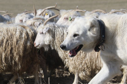 Dededen toruna taşınan emek, Ankara tiftiğini yeniden dünya sahnesine taşıyor