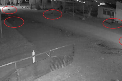 Kurt sürüleri köylere indi: O anlar kamerada!