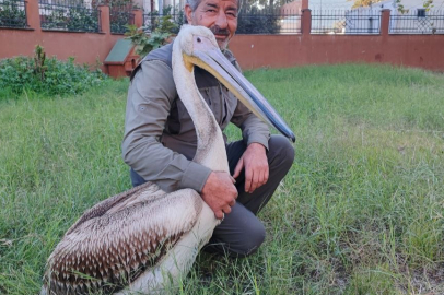 Yaralı Pelikana Yardım Eli