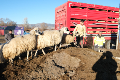 Donma tehlikesi yaşayan hayvanlar kış boyunca merkez ve köylerde yemle beslenecek