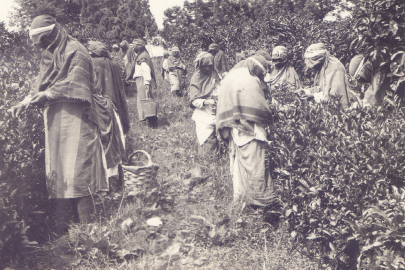 Bugün günde 15 bin tonları bulan çay üretimi, ilk yılında sezon boyunca sadece 35 kilogrammış