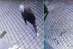 Pazar Arabalarını Çalan Şüpheliler Güvenlik Kameralarına Yansıdı