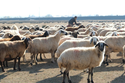 Güneşli havayı fırsata çeviren üreticiler, doğal otlaklarda sürülerini otlatarak yem maliyetlerini düşürdü