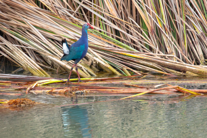 Nadir görülen saz horozları Göksu Deltası'nda kayda alındı