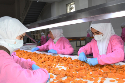 Kuru Kayısıda Rekor Gelir