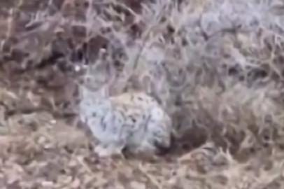 Sivas'ta gördüğü vaşağa kedi gibi seslendi